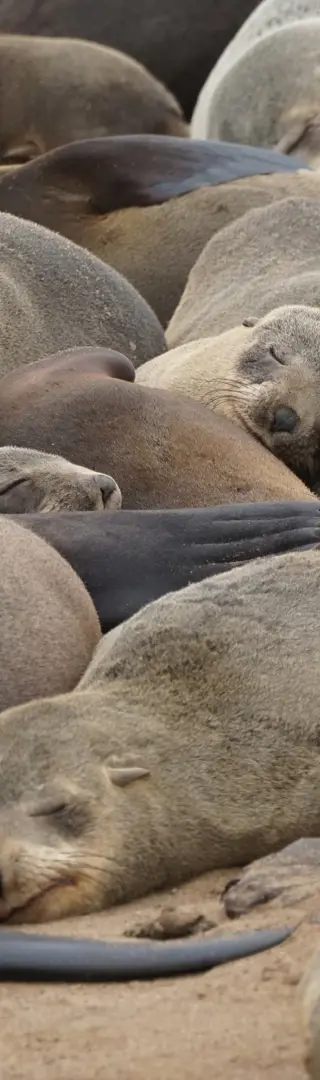 Entspannte Ruhe in Cape Cross